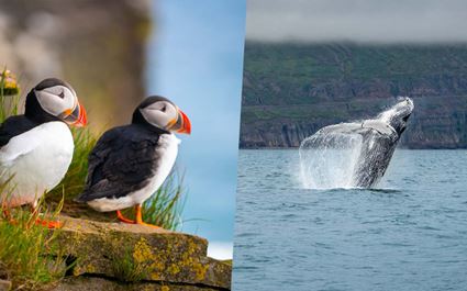 Puffin & Whale Watching Tour from Húsavík