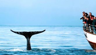 whale watching near husavik town