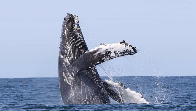 Walbeobachtungstour in Olafsvík