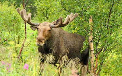 Moose Safari in Bodø, Northern Norway