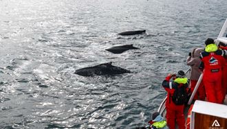 Whale Watching on a RIB boat