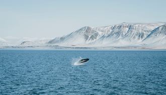 Whale jumping from ocean by Rekjavik in front of view of snow covered Fjords.