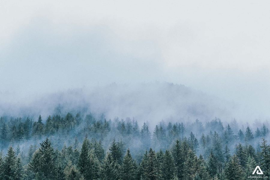 foggy forest in canada