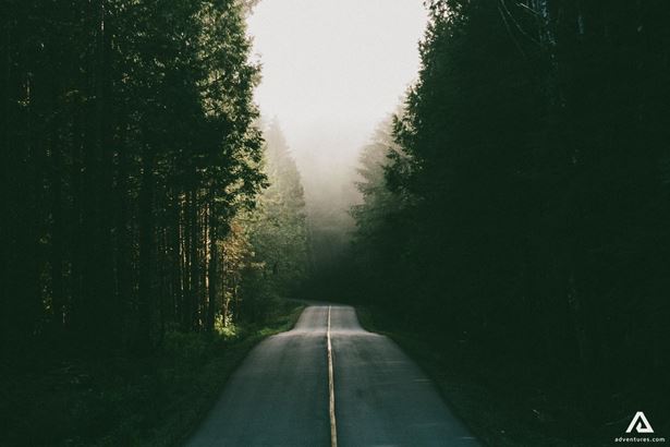 tofino trees near a road in canada