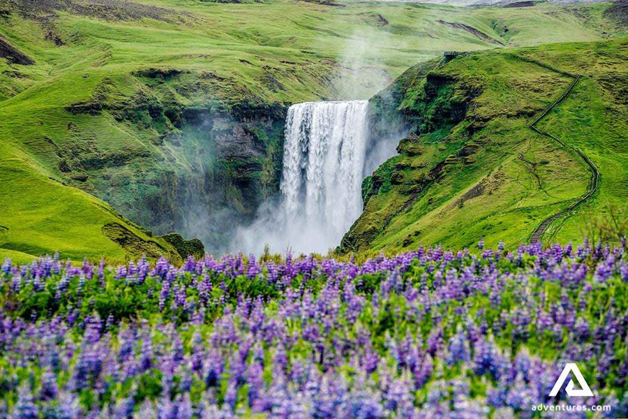 lupine field near skogafoss