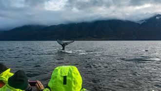 Dalvik Whale Watching From Boat In Iceland