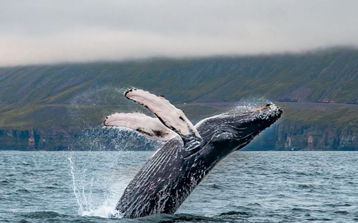 Whale Watching Tours
