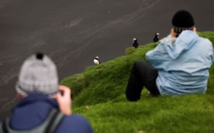 Puffins at Cape Ingolfshofdi - Bird Watching
