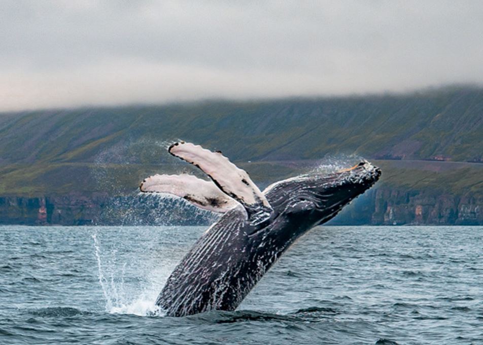 Observation des baleines en Islande