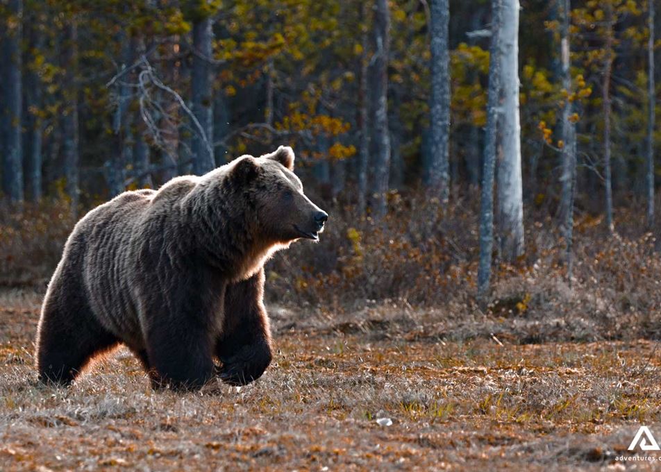 Wildlife Watching Tours