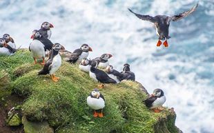 Puffin Watching Tours