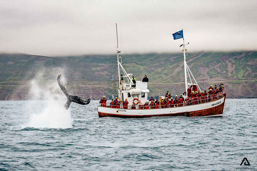 Whale Watching in North Iceland