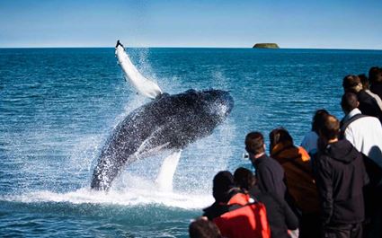 Traditional Husavik Whale Watching