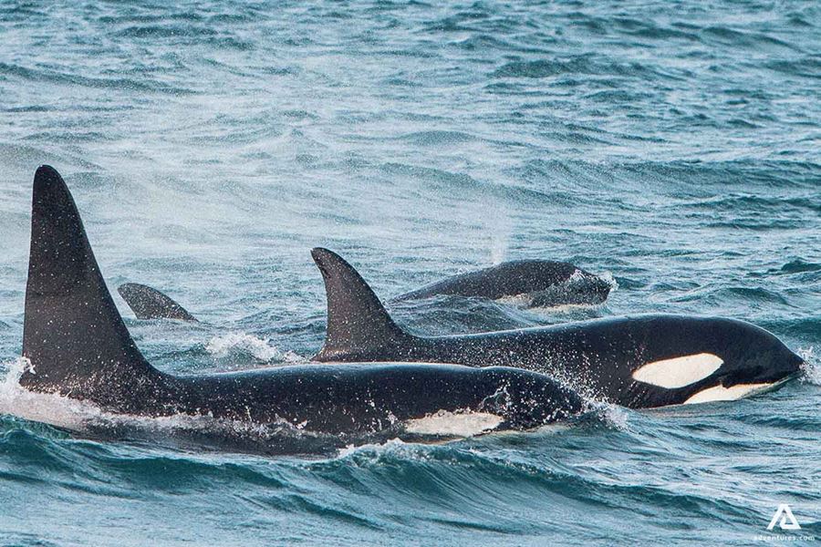 Orca Whale Watching in Snaefellsnes