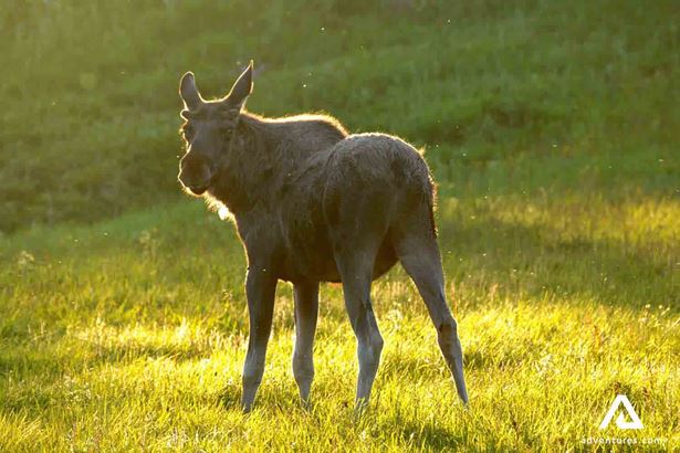 moose animal by the sunset in Norway