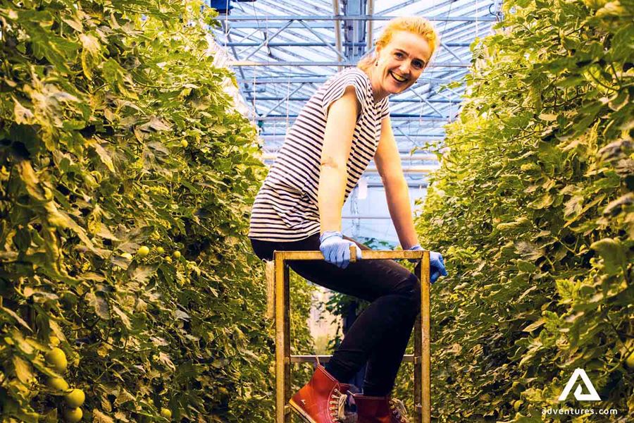 happy woman picking tomatoes