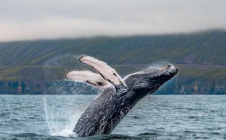 Whale Watching Tours