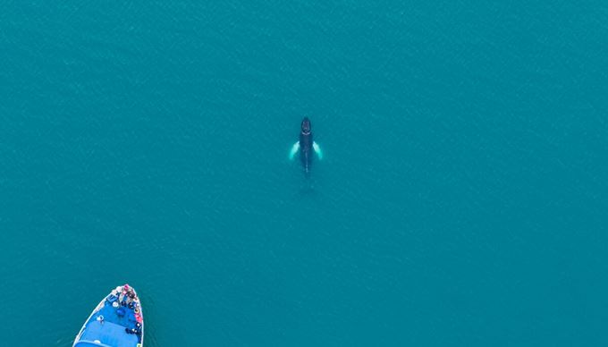 Whale In The Sea Photographed From A Drone Near Reykjavik in iceland
