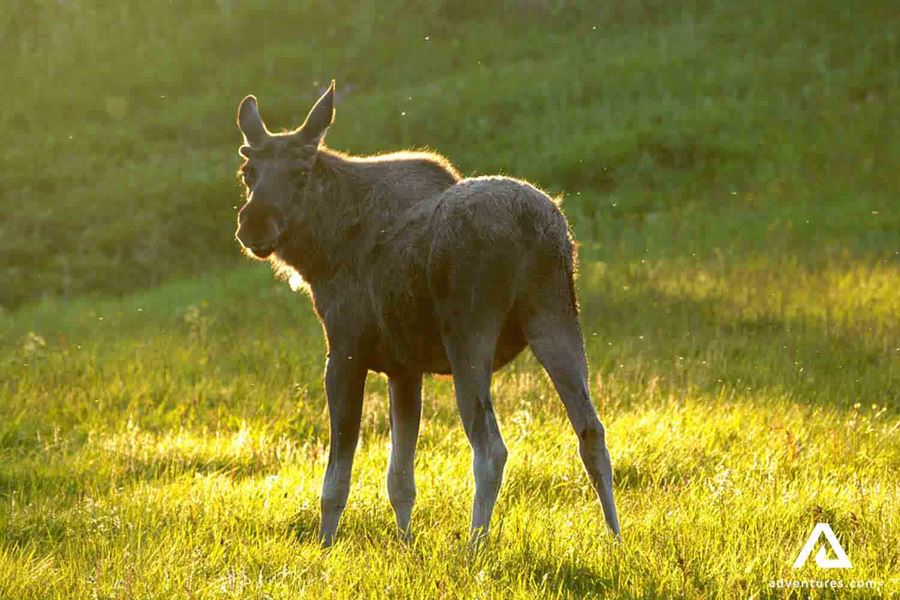 moose animal in Norway