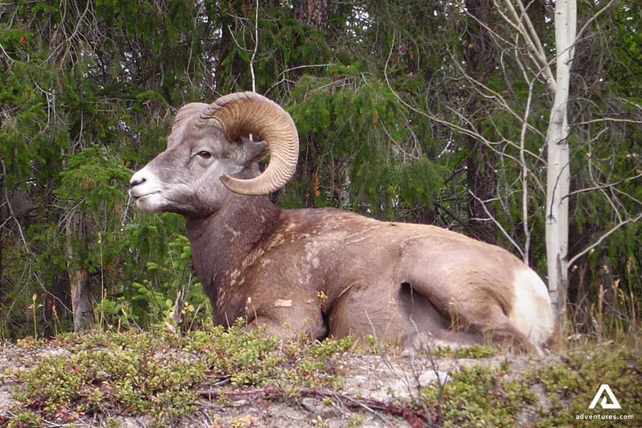Goat in Canadian Woods