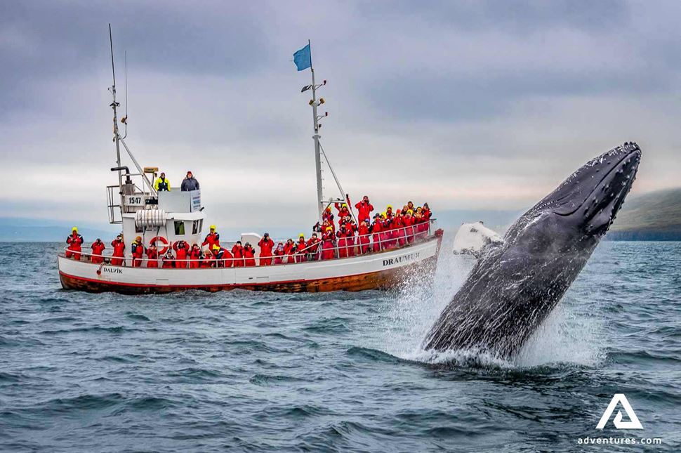 whale watching boat in north iceland near a whale