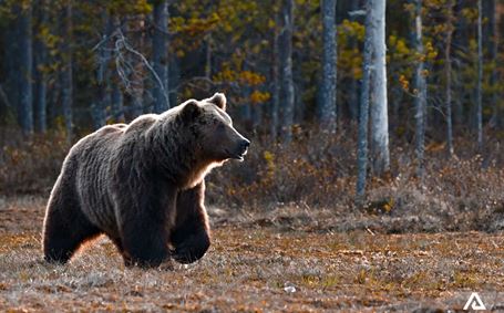 Wildlife Watching Tours