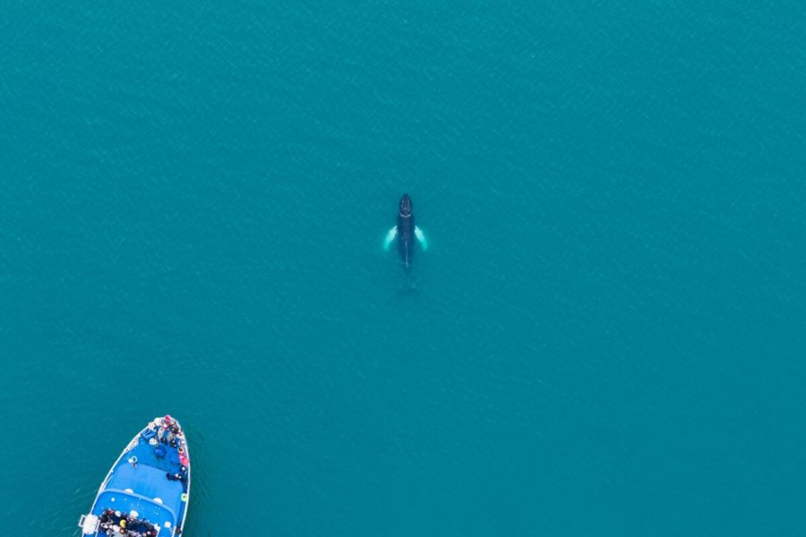 Whale In The Sea Photographed From A Drone Near Reykjavik in iceland