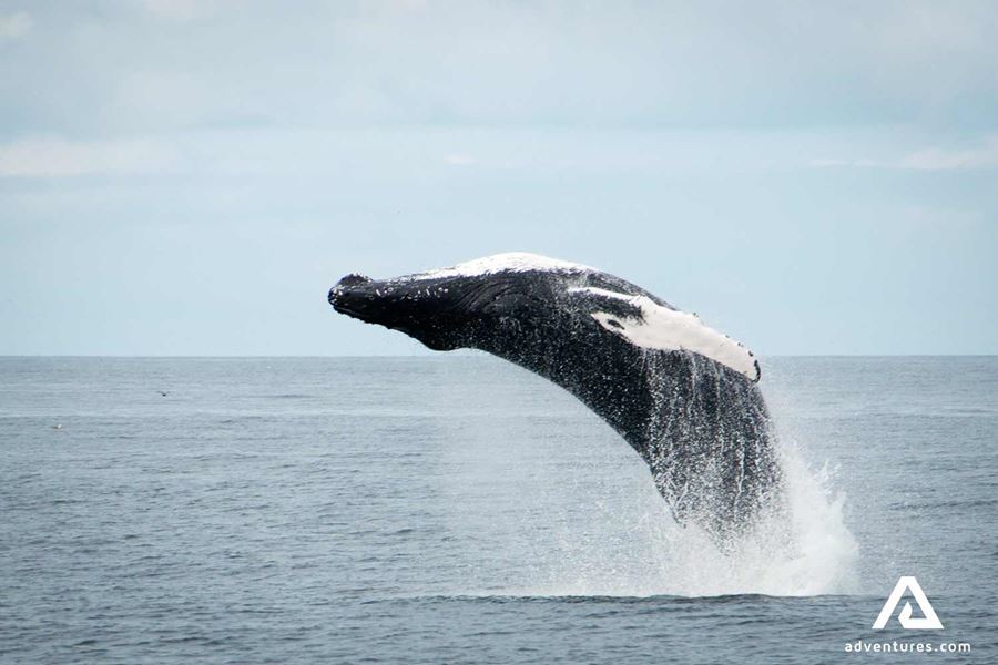 Whale Jumping out of water
