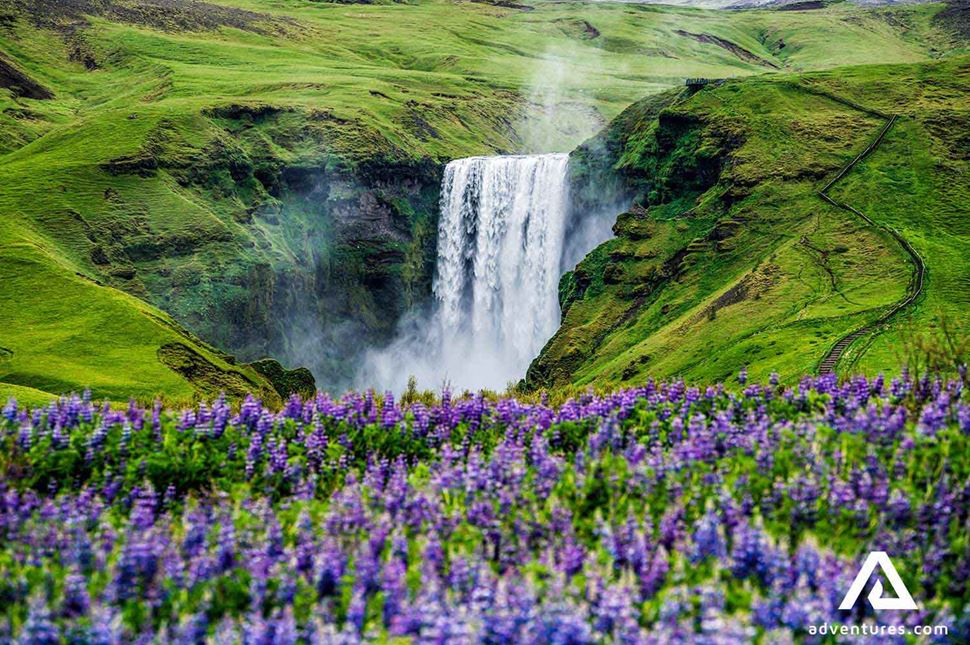 bright purple lupine field near skogafoss