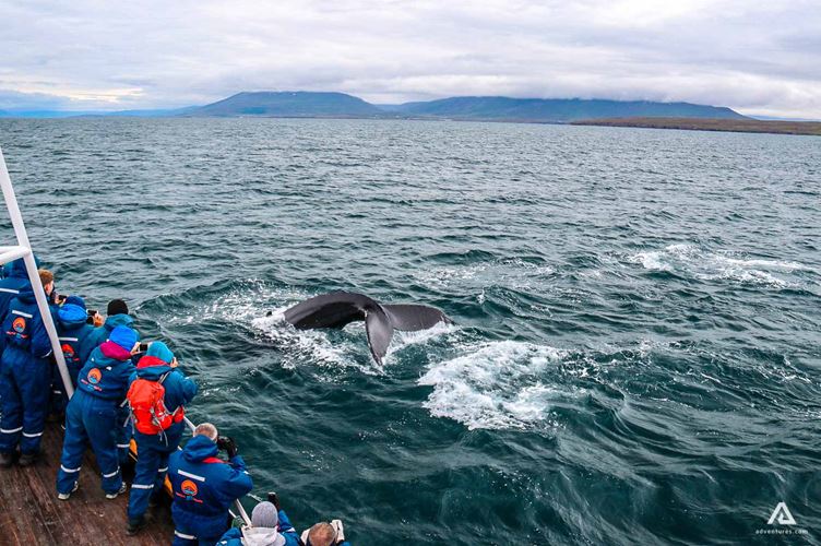 Whale Watching Tour In Dalvik Iceland