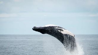 Whale Jumping out of the ocean