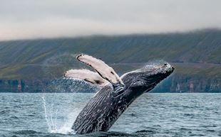 Whale Watching Tours