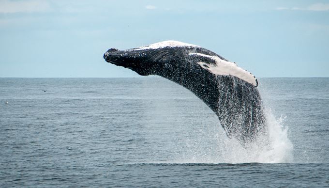Humpback whale breaches in Iceland