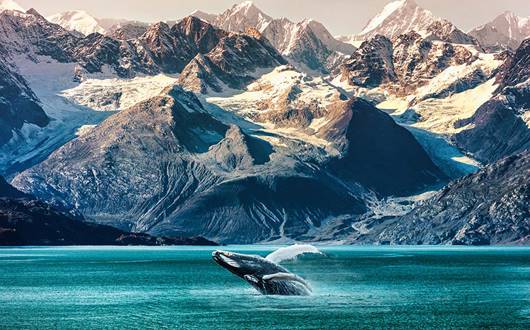 Is Whale Watching Ethical?