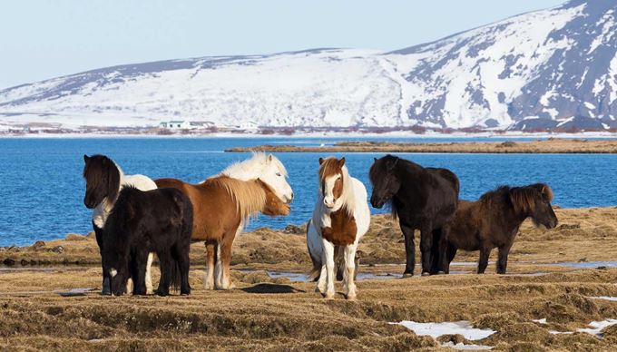 Icelandic Horses in a field