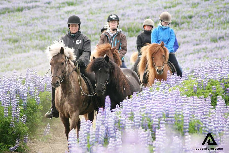 riding through lupines