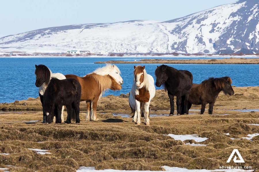 Icelandic Horses in a field