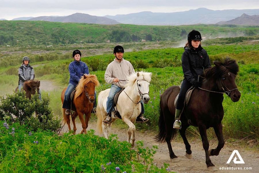 riding horse through a lupine field