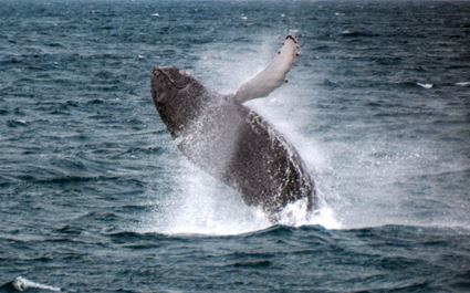 Whale Watching Tour from Reykjavik