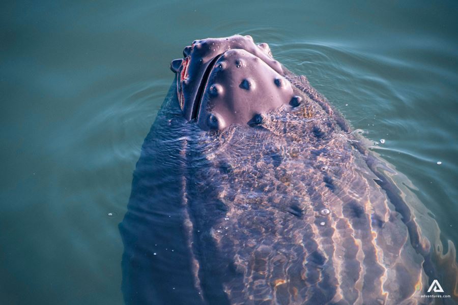 Whale close view