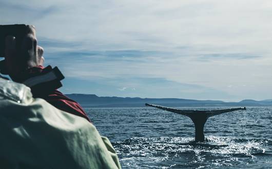 Best Whale Watching Spots in Iceland