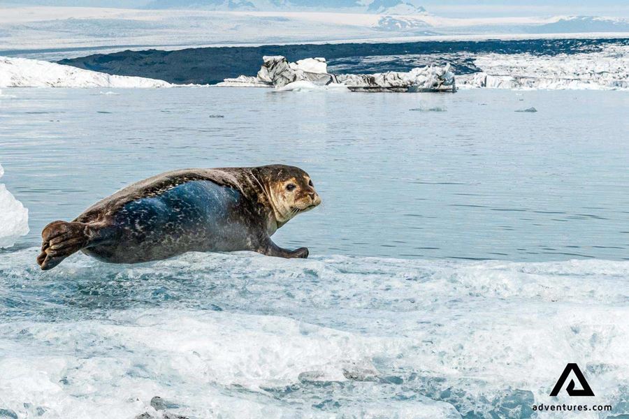 seal on an iceberg in jokulsarlon
