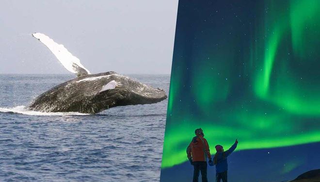Whale Watching and Aurora Borealis