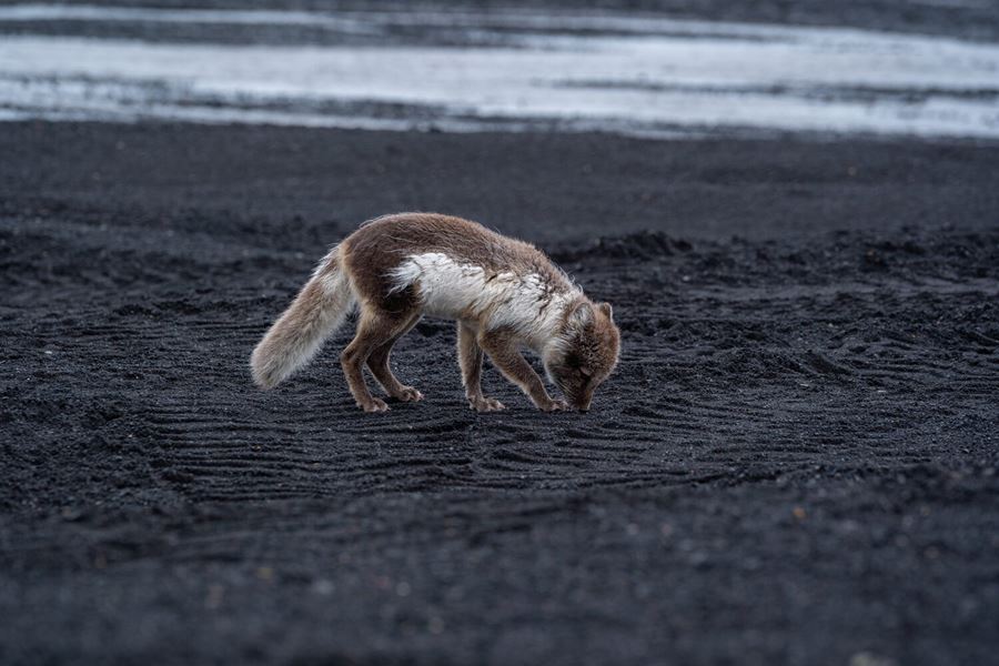 Arctic Fox Katla 