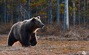 Wildlife Watching Tours